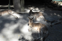 カンガルー